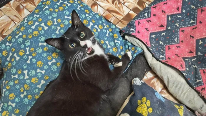 Gato ra a SRD-ViraLata idade 7 a 11 meses nome Brownie bb10meses lindo 