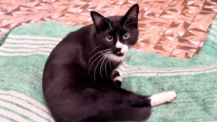Gato ra a SRD-ViraLata idade 7 a 11 meses nome Brownie bb10meses lindo 