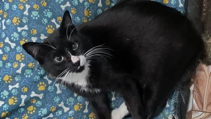 Gato ra a SRD-ViraLata idade 7 a 11 meses nome Brownie bb10meses lindo 