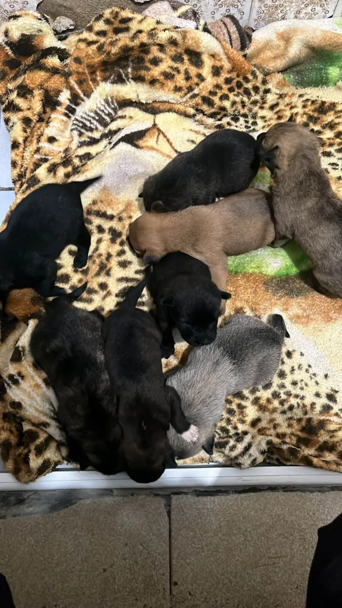 Cachorro ra a SRD-ViraLata idade Abaixo de 2 meses nome JOHANA CAMILE PEREIRA