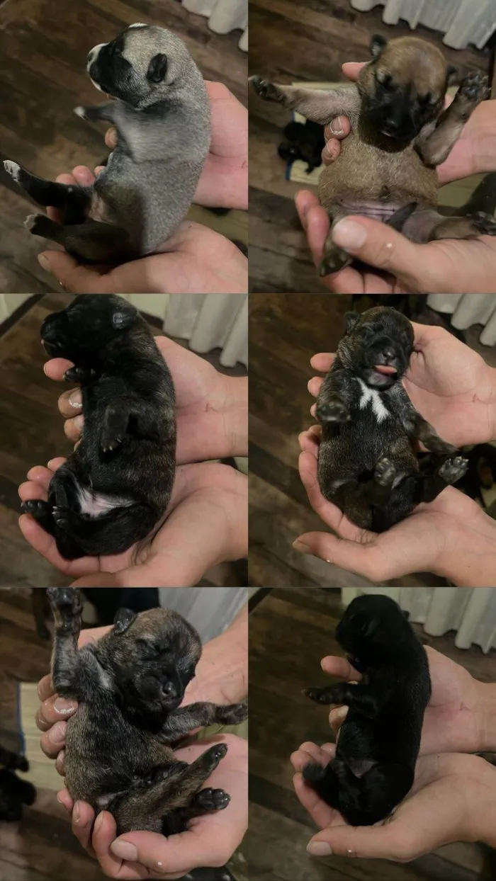 Cachorro ra a SRD-ViraLata idade Abaixo de 2 meses nome JOHANA CAMILE PEREIRA