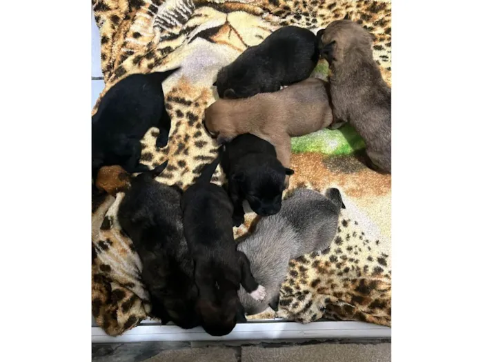Cachorro ra a SRD-ViraLata idade Abaixo de 2 meses nome JOHANA CAMILE PEREIRA