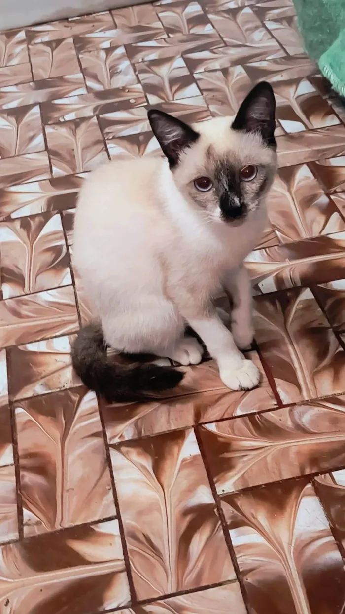 Gato ra a Siamês idade 2 a 6 meses nome Adèle bb3meses lindíssima 