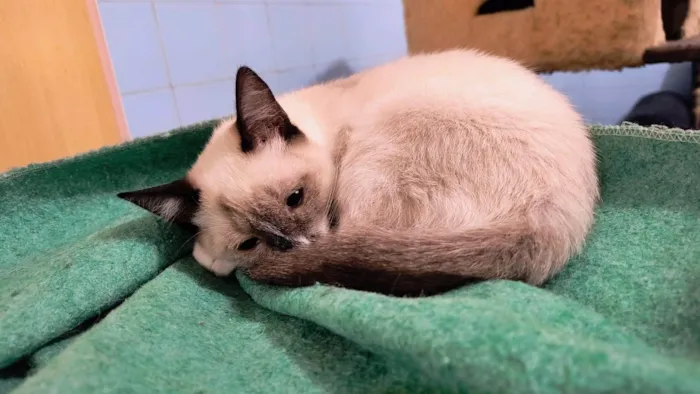 Gato ra a Siamês idade 2 a 6 meses nome Adèle bb3meses lindíssima 