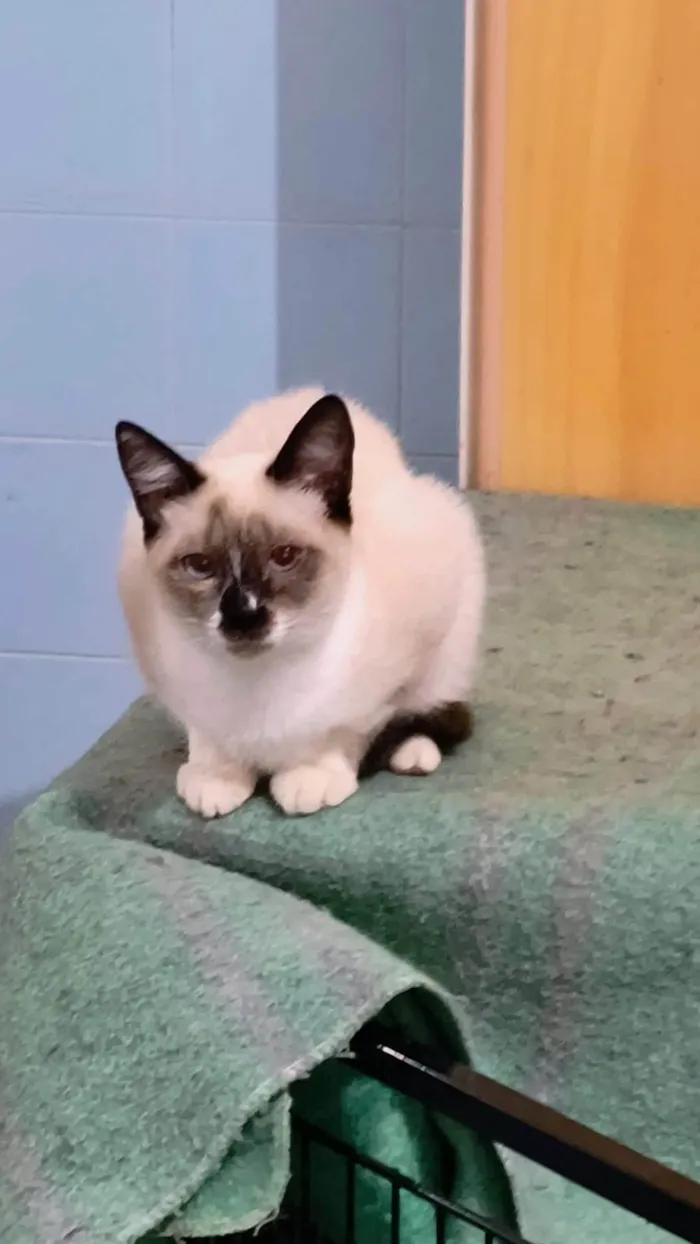 Gato ra a Siamês idade 2 a 6 meses nome Adèle bb3meses lindíssima 