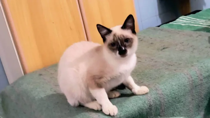 Gato ra a Siamês idade 2 a 6 meses nome Adèle bb3meses lindíssima 