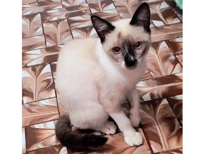 Gato ra a Siamês idade 2 a 6 meses nome Adèle bb3meses lindíssima 