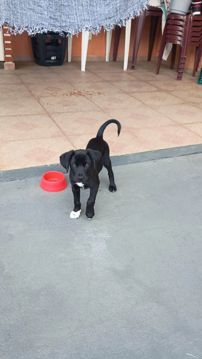 Cachorro ra a SRD-ViraLata idade 2 a 6 meses nome Nina
