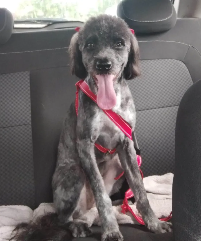 Cachorro ra a Poodle idade 1 ano nome Lola