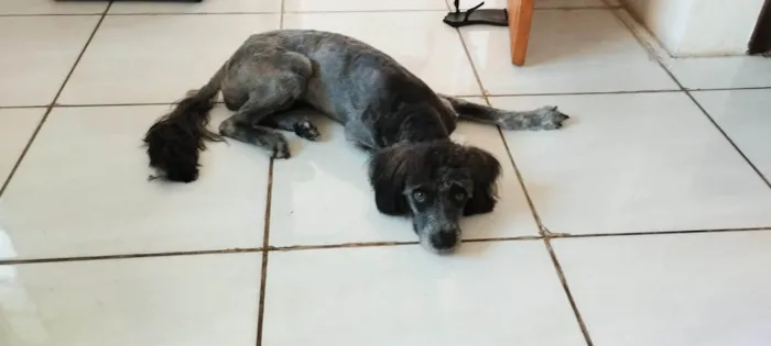 Cachorro ra a Poodle idade 1 ano nome Lola