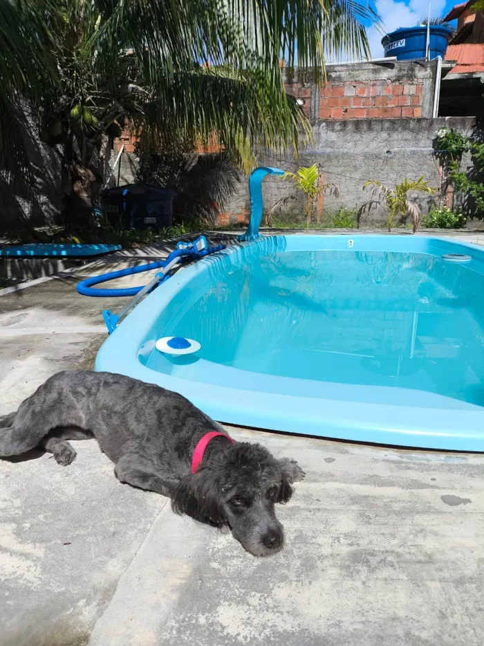 Cachorro ra a Poodle idade 1 ano nome Lola