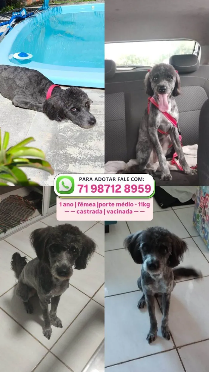 Cachorro ra a Poodle idade 1 ano nome Lola