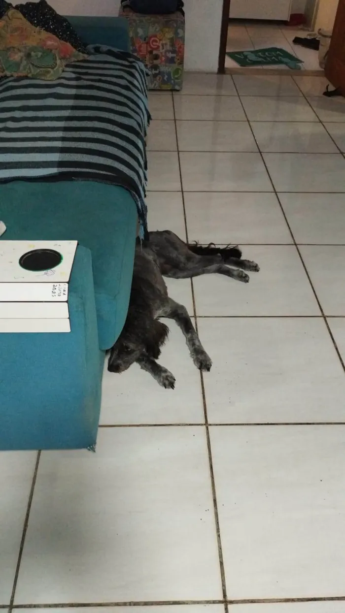 Cachorro ra a Poodle idade 1 ano nome Lola