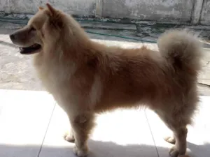 Cachorro raça Chow Chow idade 6 ou mais anos nome Luke