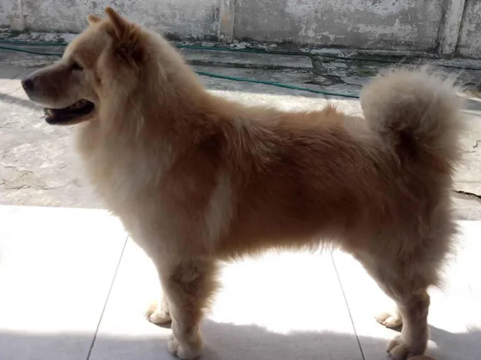 Cachorro ra a Chow Chow idade 6 ou mais anos nome Luke