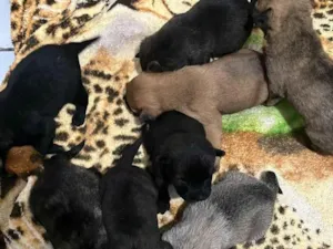 Cachorro raça SRD-ViraLata idade Abaixo de 2 meses nome JOHANA CAMILE PEREIRA