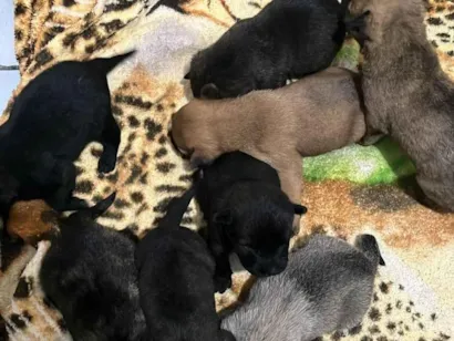 Cachorro raça SRD-ViraLata idade Abaixo de 2 meses nome JOHANA CAMILE PEREIRA