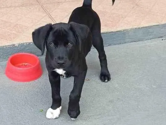 Cachorro ra a SRD-ViraLata idade 2 a 6 meses nome Nina