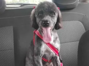 Cachorro raça Poodle idade 1 ano nome Lola