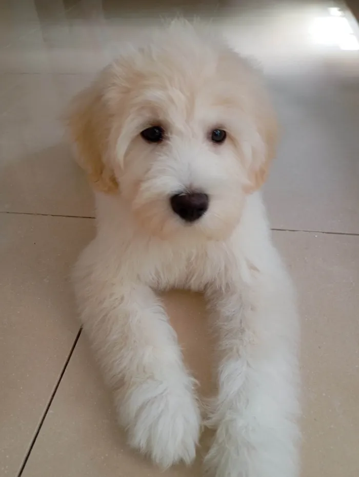 Cachorro ra a Labrador idade 2 a 6 meses nome Lua 