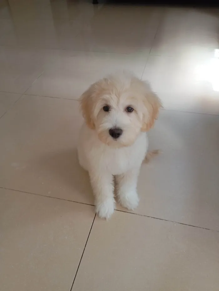 Cachorro ra a Labrador idade 2 a 6 meses nome Lua 