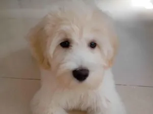 Cachorro raça Labrador idade 2 a 6 meses nome Lua 