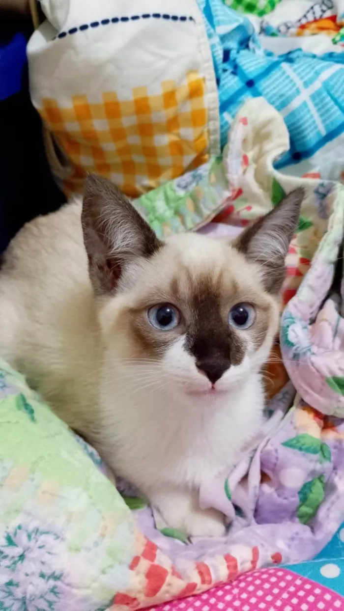 Gato ra a Siamês idade 2 a 6 meses nome Charlotte bebê 2meses Linda 