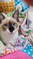 Charlotte bebê 2meses Linda