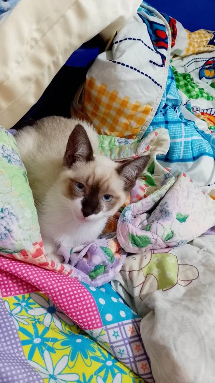 Gato ra a Siamês idade 2 a 6 meses nome Charlotte bebê 2meses Linda 