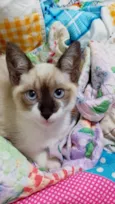 Charlotte bebê 2meses Linda