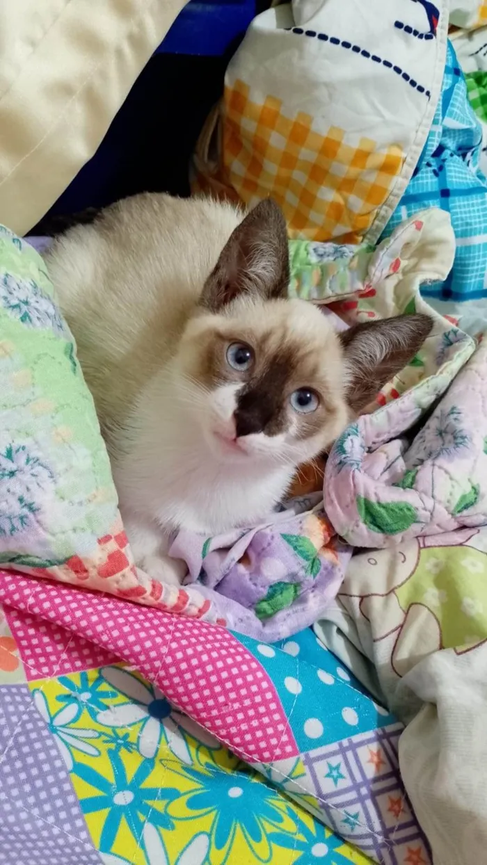 Gato ra a Siamês idade 2 a 6 meses nome Charlotte bebê 2meses Linda 