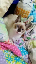 Charlotte bebê 2meses Linda