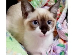Gato raça Siamês idade 2 a 6 meses nome Charlotte bebê 2meses Linda 