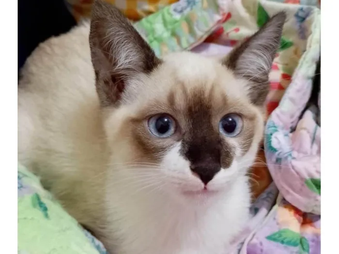 Gato ra a Siamês idade 2 a 6 meses nome Charlotte bebê 2meses Linda 