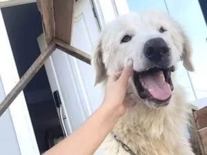 Cachorro raça SRD-ViraLata idade 4 anos nome Bento