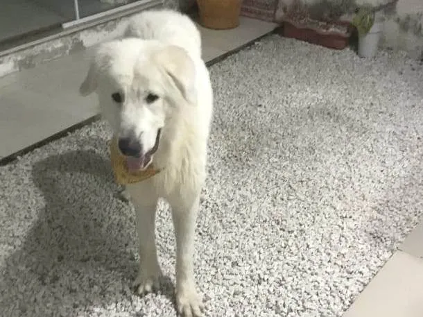 Cachorro ra a SRD-ViraLata idade 4 anos nome Bento