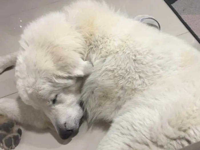 Cachorro ra a SRD-ViraLata idade 4 anos nome Bento