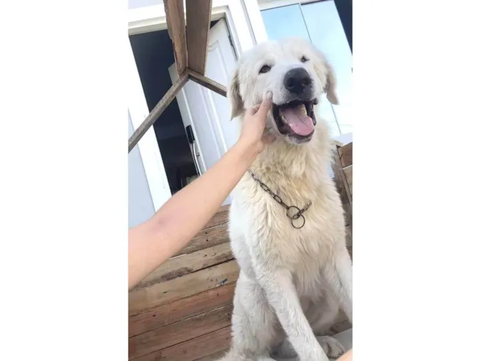 Cachorro ra a SRD-ViraLata idade 4 anos nome Bento
