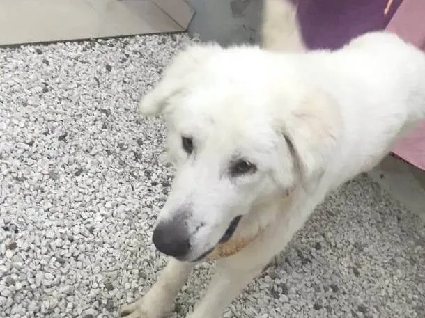 Cachorro ra a SRD-ViraLata idade 4 anos nome Bento