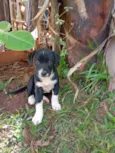 Amora