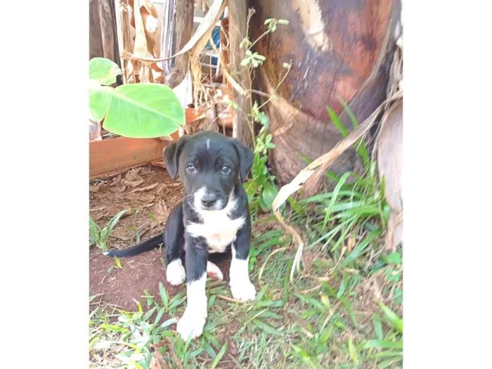 Cachorro ra a SRD-ViraLata idade Abaixo de 2 meses nome Amora