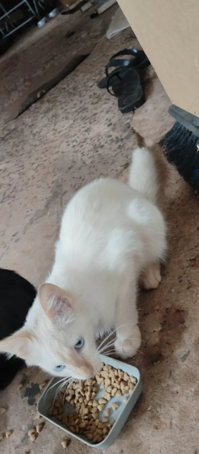 Gato ra a SRD-ViraLata idade 2 a 6 meses nome Não tem