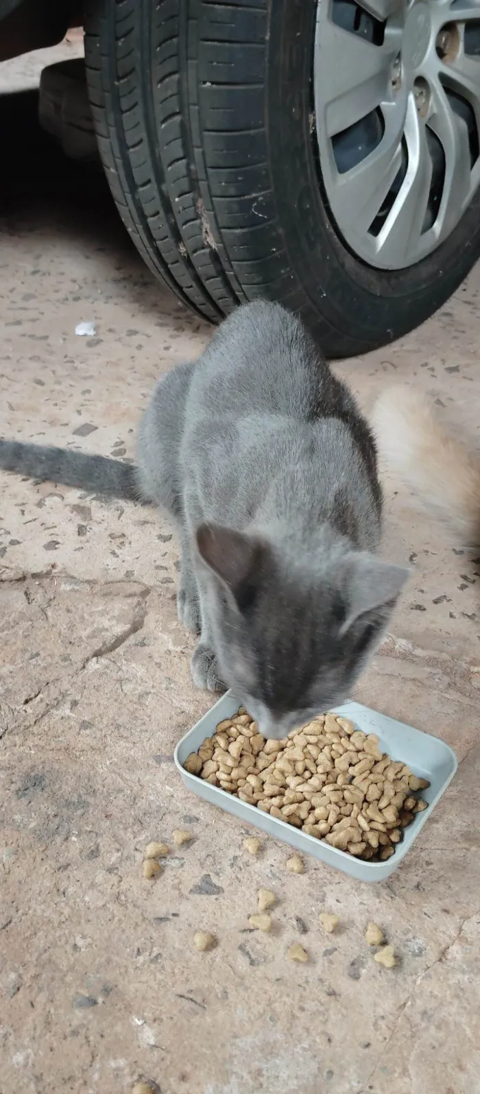 Gato ra a SRD-ViraLata idade 2 a 6 meses nome Não tem