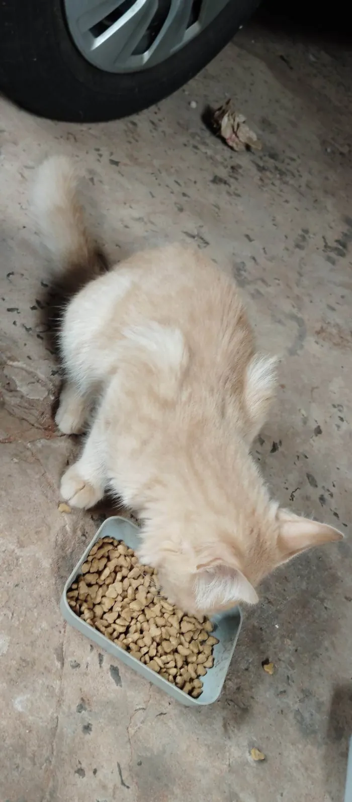 Gato ra a SRD-ViraLata idade 2 a 6 meses nome Não tem