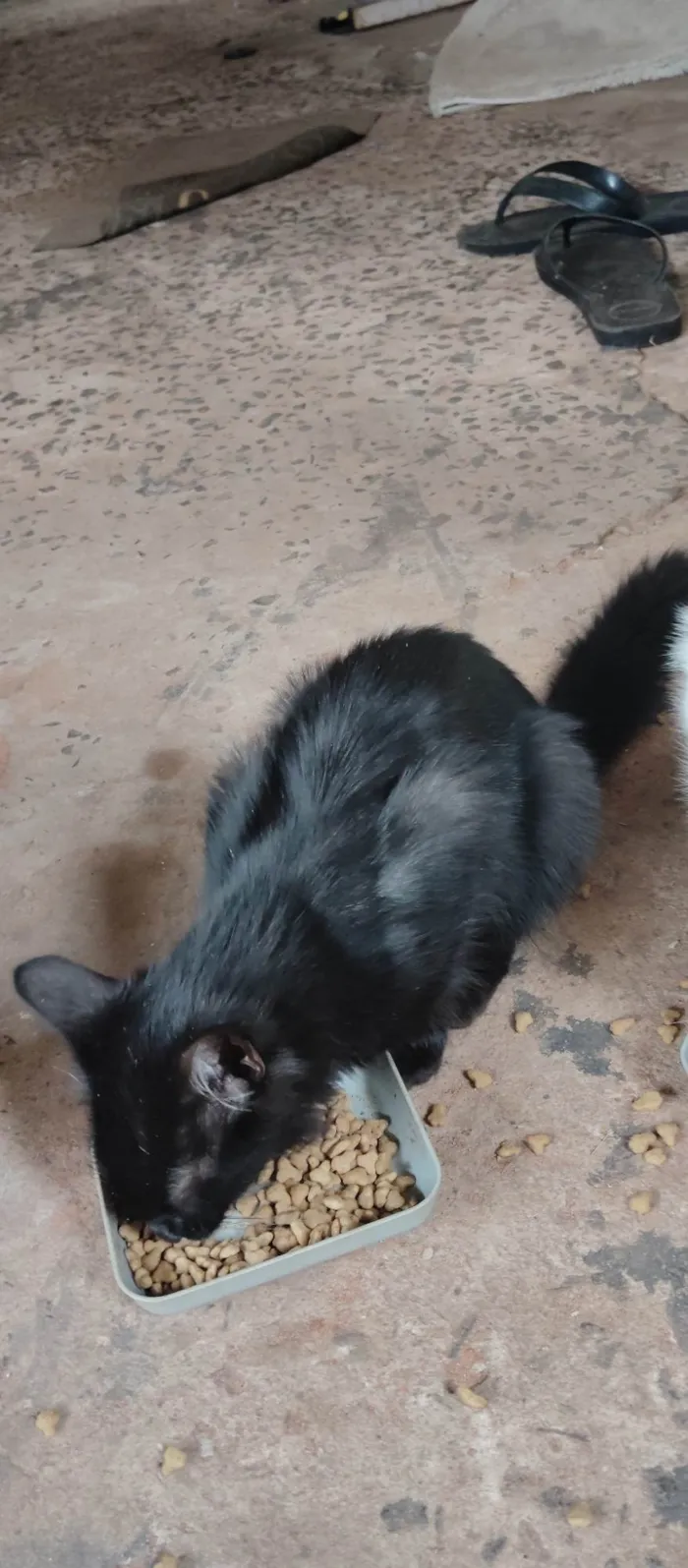 Gato ra a SRD-ViraLata idade 2 a 6 meses nome Não tem