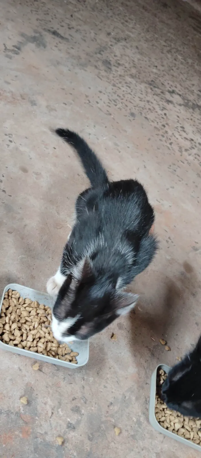 Gato ra a SRD-ViraLata idade 2 a 6 meses nome Não tem