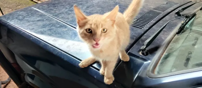 Gato ra a SRD-ViraLata idade 2 a 6 meses nome Não tem
