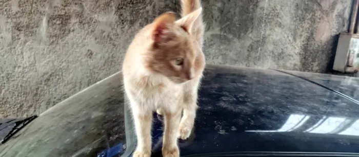 Gato ra a SRD-ViraLata idade 2 a 6 meses nome Não tem