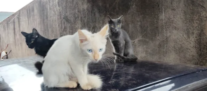 Gato ra a SRD-ViraLata idade 2 a 6 meses nome Não tem