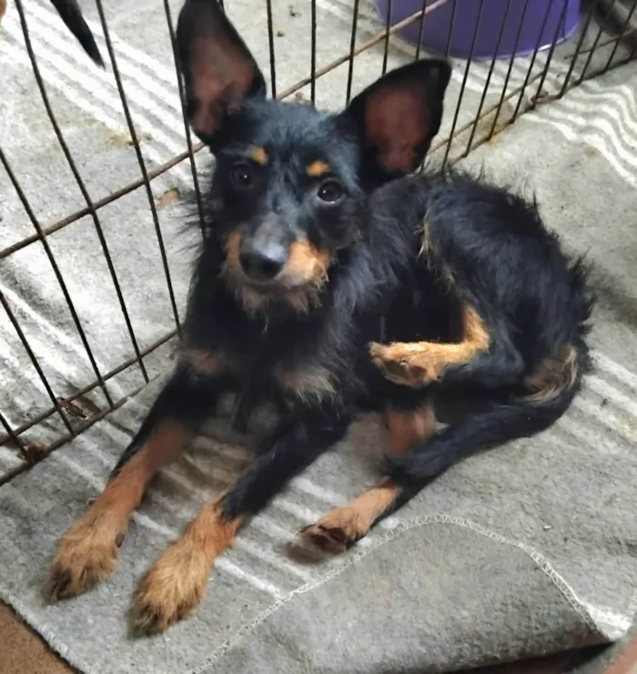 Cachorro ra a SRD-ViraLata idade 2 anos nome Palitinho 